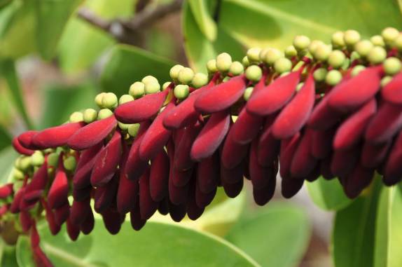 Flora exuberante na Chapada dos Guimarães, em Mato Grosso